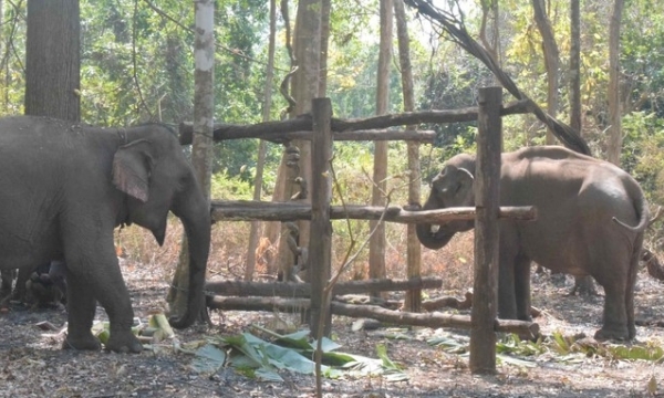 Two domestic elephants participate in a friendly tourism model